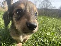 Shaded Female, a female Miniature Dachshund for sale in Wytheville, VA – Photo 8 of 10
