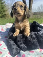Shaded Female, a female Miniature Dachshund for sale in Wytheville, VA – Photo 4 of 10