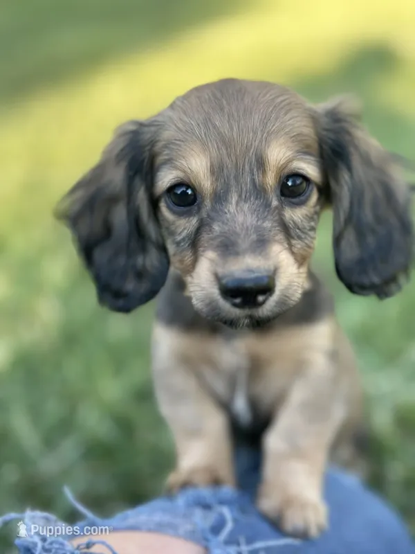 Shaded Female – Miniature Dachshund puppy for sale in Wytheville, VA
