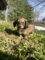 Shaded Female, a female Miniature Dachshund for sale in Wytheville, VA – Photo 9 of 10