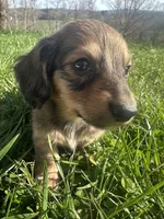 Shaded Female, a female Miniature Dachshund for sale in Wytheville, VA – Photo 10 of 10