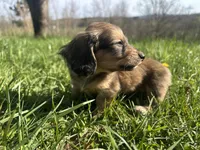 Shaded Female, a female Miniature Dachshund for sale in Wytheville, VA – Photo 7 of 10