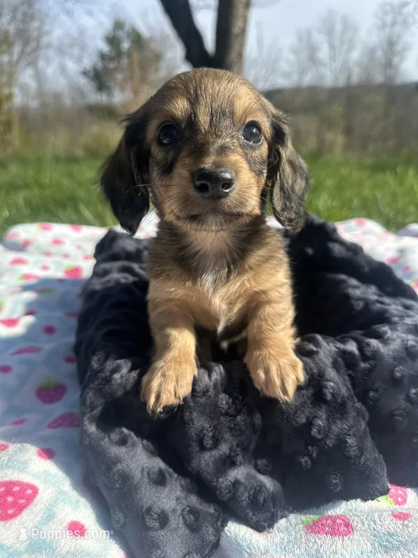 Shaded Female – Miniature Dachshund puppy for sale in Wytheville, VA