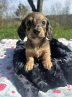 Shaded Female, a female Miniature Dachshund for sale in Wytheville, VA – Photo 1 of 10
