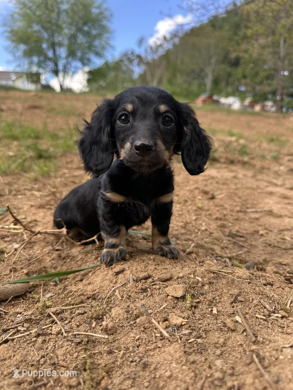 Black and Cream Female – Miniature Dachshund puppy for sale in Wytheville, VA