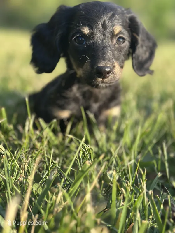 Black and Cream Female – Miniature Dachshund puppy for sale in Wytheville, VA