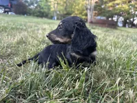 Black and Cream Female, a female Miniature Dachshund for sale in Wytheville, VA – Photo 8 of 10