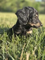 Black and Cream Female, a female Miniature Dachshund for sale in Wytheville, VA – Photo 3 of 10