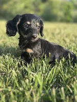 Black and Cream Female, a female Miniature Dachshund for sale in Wytheville, VA – Photo 4 of 10