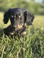 Black and Cream Female, a female Miniature Dachshund for sale in Wytheville, VA – Photo 2 of 10