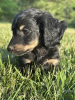 Black and Cream Female, a female Miniature Dachshund for sale in Wytheville, VA – Photo 7 of 10