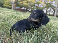 Black and Cream Female, a female Miniature Dachshund for sale in Wytheville, VA – Photo 9 of 10