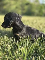 Black and Cream Female, a female Miniature Dachshund for sale in Wytheville, VA – Photo 5 of 10