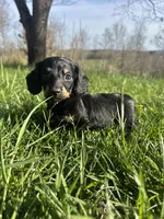 Black and Cream Female, a female Miniature Dachshund for sale in Wytheville, VA – Photo 10 of 10