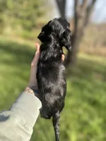 Black and Cream Female, a female Miniature Dachshund for sale in Wytheville, VA – Photo 6 of 10