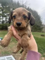 Honey, a female Yorkshire Terrier and Miniature Dachshund for sale in Wytheville, VA – Photo 1 of 2