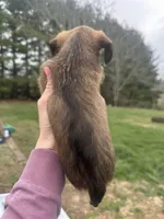 Honey, a female Yorkshire Terrier and Miniature Dachshund for sale in Wytheville, VA – Photo 2 of 2