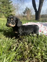 Black and Cream Female 💗, a female Miniature Dachshund for sale in Wytheville, VA – Photo 4 of 10