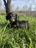 Black and Cream Female 💗, a female Miniature Dachshund for sale in Wytheville, VA – Photo 10 of 10