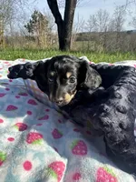 Black and Cream Female 💗, a female Miniature Dachshund for sale in Wytheville, VA – Photo 7 of 10
