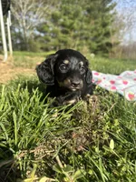 Black and Cream Female 💗, a female Miniature Dachshund for sale in Wytheville, VA – Photo 6 of 10