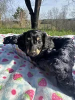 Black and Cream Female 💗, a female Miniature Dachshund for sale in Wytheville, VA – Photo 5 of 10