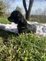 Black and Cream Female 💗, a female Miniature Dachshund for sale in Wytheville, VA – Photo 3 of 10