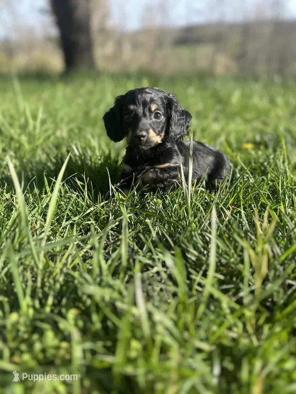 Black and Cream Female 💗 – Miniature Dachshund puppy for sale in Wytheville, VA
