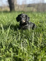 Black and Cream Female 💗, a female Miniature Dachshund for sale in Wytheville, VA – Photo 1 of 10
