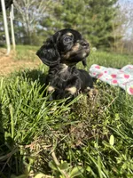 Black and Cream Female 💗, a female Miniature Dachshund for sale in Wytheville, VA – Photo 9 of 10