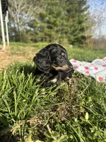 Black and Cream Female 💗, a female Miniature Dachshund for sale in Wytheville, VA – Photo 8 of 10