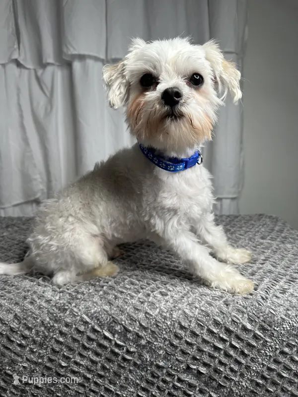 Gus – Maltese puppy for sale in Wytheville, VA