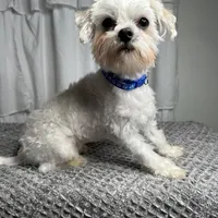 Gus, a male Maltese for sale in Wytheville, VA – Photo 1 of 5