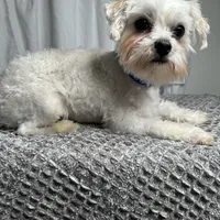 Gus, a male Maltese for sale in Wytheville, VA – Photo 4 of 5