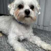 Gus, a male Maltese for sale in Wytheville, VA – Photo 2 of 5