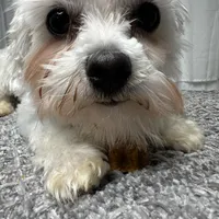 Gus, a male Maltese for sale in Wytheville, VA – Photo 5 of 5