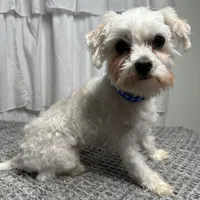 Gus, a male Maltese for sale in Wytheville, VA – Photo 3 of 5