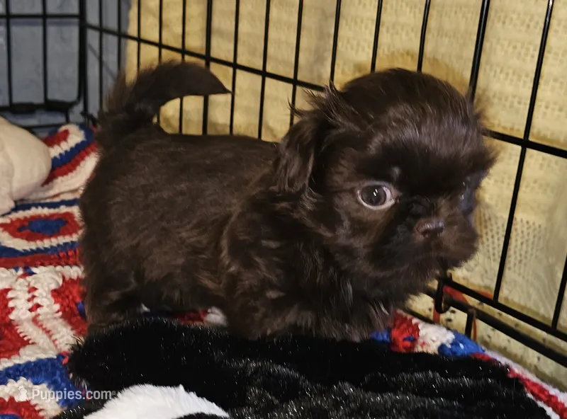 Choco – Shih Tzu puppy for sale in Connersville, IN