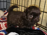 Choco, a male Shih Tzu for sale in Connersville, IN – 1 of 5