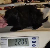 Tiny girl , a female Shih Tzu for sale in Connersville, IN – 4 of 7