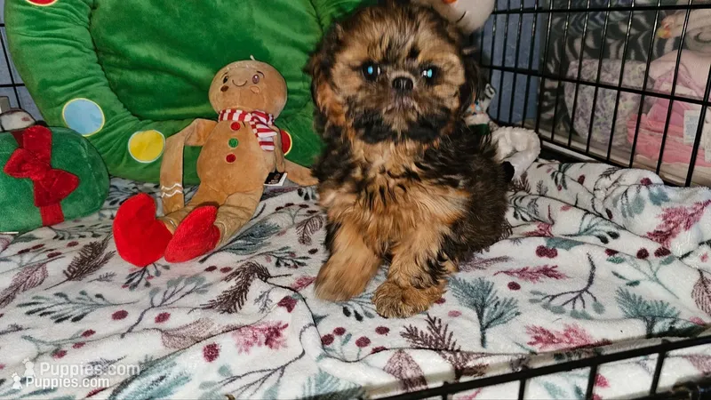 Paisley  – Shih Tzu puppy for sale in Connersville, IN