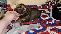 Paisley , a female Shih Tzu for sale in Connersville, IN – 3 of 7