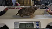 Cream puff, a male Shih Tzu for sale in Connersville, IN – Photo 4 of 5