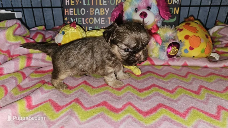 Cream puff – Shih Tzu puppy for sale in Connersville, IN