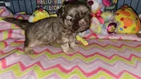 Cream puff, a male Shih Tzu for sale in Connersville, IN – Photo 3 of 5