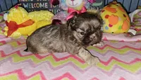 Cream puff, a male Shih Tzu for sale in Connersville, IN – Photo 5 of 5