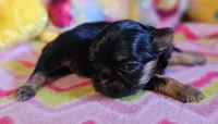 Tiny girl , a female Shih Tzu for sale in Connersville, IN – Photo 4 of 4