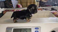 Tiny girl , a female Shih Tzu for sale in Connersville, IN – Photo 5 of 8