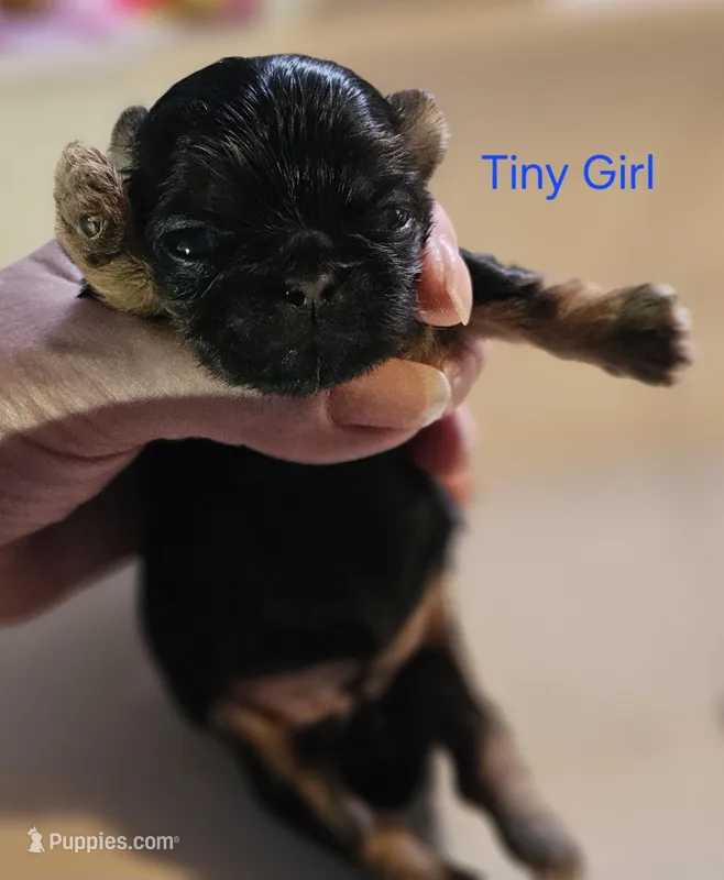 Tiny girl  – Shih Tzu puppy for sale in Connersville, IN