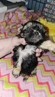 Tiny girl , a female Shih Tzu for sale in Connersville, IN – Photo 6 of 8
